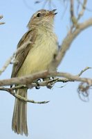 Greenish Elaenia - Myiopagis viridicata