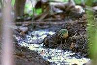 Indian Pitta - Pitta brachyura