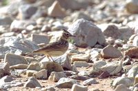 Crested Lark - Galerida cristata