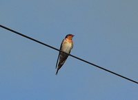 Welcome Swallow - Hirundo neoxena