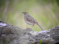 Oriental Pipit - Anthus rufulus