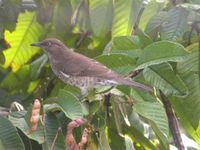 Scaly-breasted Thrasher - Allenia fusca