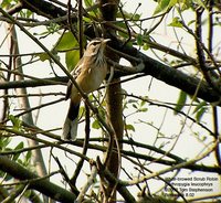 Red-backed Scrub-Robin - Cercotrichas leucophrys