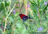 Crimson Sunbird - Aethopyga siparaja