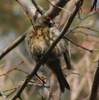 Fire-Fronted Serin - Serinus pusillus