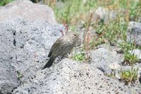 Plumbeous Sierra-Finch - Phrygilus unicolor