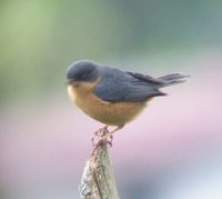 Rusty Flowerpiercer - Diglossa sittoides