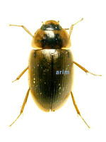 애넓적물땡땡이 - Enochrus simulans