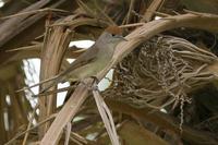 Blackcap