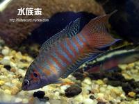 叉尾斗???（Macropodus opercuiaris）