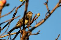 Lesser  elaenia   -   Elaenia  chiriquensis   -   Elenia  minore