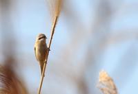 Chinese Penduline Tit