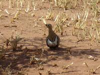 Black-faced Sandgrouse (Maskflyghöna) - Pterocles exustus - Tarangire National Park - Tanzania