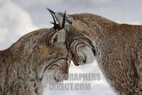 Two lynxes in love in winter European lynx stock photo