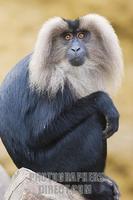 ...Germany , DEU , Muenster , 2007Jun05 : A lion tailed macaque ( Macaca silenus ) sitting in the M