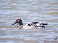 Pintail