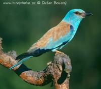 Mandelik hajni (Coracias garrulus)