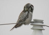 Northern Hawk Owl » Surnia ulula