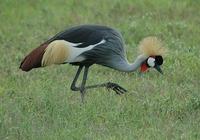 Gray-crowned Crane p.112