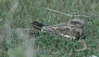 Nightjars p.206