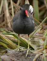 Moorhen (쇠물닭)