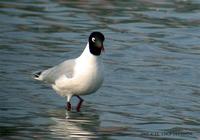 Relict Gull 고대갈메기 Kang-reung, Korea.  2002. 4. 13.