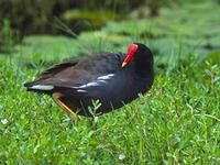 ‘Alae ‘Ula or Hawaiian Gallinule (Gallinula chloropus sandvicensis)