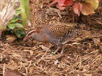 Philippine Banded Rail