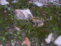 : Alytes maurus