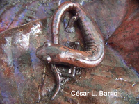 : Bolitoglossa altamazonica