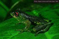 : Boophis pauliani