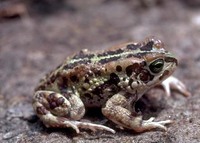: Bufo kerinyagae