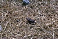 : Bufo lughensis