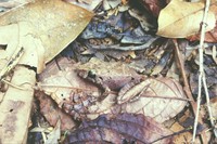 : Eleutherodactylus sp.