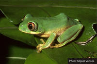: Leptopelis natalensis; Natal Tree Frog