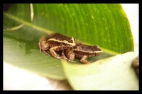 : Lithodytes lineatus