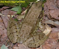 : Rana clamitans; Green Frog