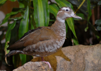 : Callonetta leucophrys; Ringed Teal