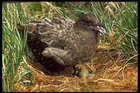 : Catharacta antarctica lonnbergi; Brown Skua