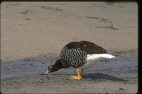 : Chloephaga hybrida malvarum; Kelp Goose