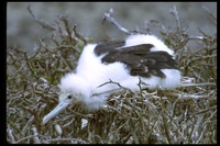 : Fregata minor; Great Frigatebird