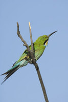 : Merops hirundineus; Swallow Tailed Bee-eater