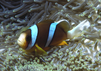 : Amphiprion clarkii; Yellowtail Clownfish
