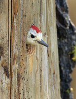 : Picoides albolarvatus; White-headed Woodpecker