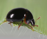 : Agathidium sp.; Round Fungus Beetle