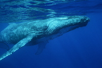 : Megaptera novaeangliae; Humpback Whale
