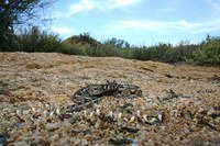 : Bitis cornuta; Many-horned Adder