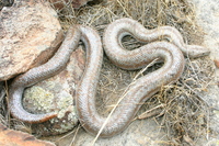 : Charina trivirgata; Rosy Boa