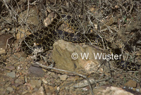 : Hemorrhois hippocrepis; Horseshoe Whip Snake