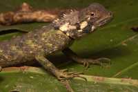 : Plica umbra
